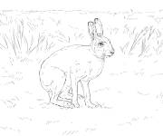 Coloriage Li&egrave;vre variable dans la nature r&eacute;aliste