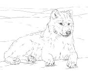 Coloriage et dessins gratuit Loup arctique r&eacute;aliste à imprimer