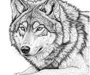 Coloriage Loup assis r&eacute;aliste
