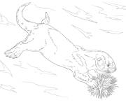 Coloriage Loutre de mer r&eacute;aliste