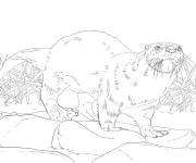 Coloriage Loutre de rivi&egrave;re d'Am&eacute;rique du Nord