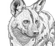 Coloriage Lycaon r&eacute;aliste