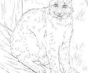 Coloriage Lynx bor&eacute;al r&eacute;aliste