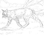 Coloriage Lynx roux r&eacute;aliste