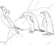 Coloriage Manchots Ad&eacute;lie r&eacute;aliste