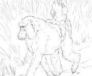 Coloriage M&egrave;re babouin avec son b&eacute;b&eacute; r&eacute;aliste