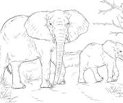 Coloriage M&egrave;re &eacute;l&eacute;phant d'Afrique et son b&eacute;b&eacute; dans la Jungle