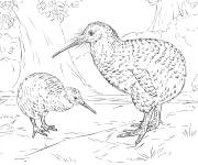 Coloriage M&eacute;re Kiwi roa et son petit