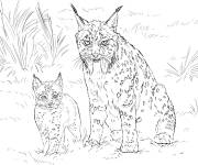 Coloriage M&egrave;re Lynx avec son b&eacute;b&eacute;