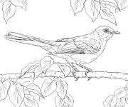 Coloriage Moqueur polyglotte oiseau r&eacute;aliste