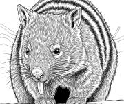 Coloriage Numbat r&eacute;aliste
