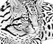 Coloriage Ocelot r&eacute;aliste
