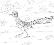 Coloriage Oiseau grand g&eacute;ocoucou r&eacute;aliste
