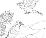 Coloriage Oiseau Merlebleu azur&eacute; r&eacute;aliste