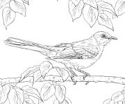 Coloriage Oiseau moqueurs du nord r&eacute;aliste