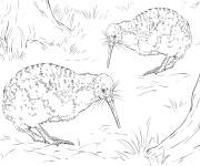 Coloriage Oiseaux Kiwi d'Owen