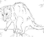 Coloriage Oppossum Blanc r&eacute;aliste