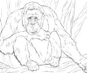 Coloriage Orang outan de borneo r&eacute;aliste