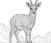 Coloriage Or&eacute;otrague r&eacute;aliste
