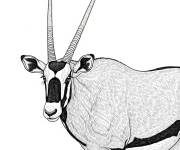 Coloriage Oryx gazelle et r&eacute;aliste