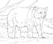 Coloriage et dessins gratuit Ours adulte r&eacute;aliste à imprimer