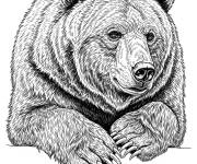 Coloriage Ours male R&eacute;aliste