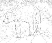 Coloriage Ours sortant au printemps