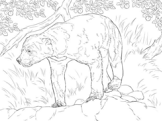 Coloriage et dessins gratuits Ours sortant au printemps à imprimer