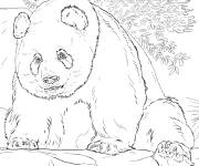 Coloriage Panda animal r&eacute;aliste