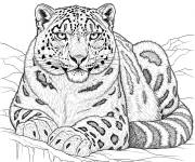 Coloriage Panth&egrave;re des neiges r&eacute;aliste