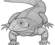 Coloriage Perentie r&eacute;aliste