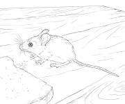 Coloriage Petit Souris des bois r&eacute;aliste