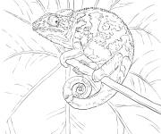 Coloriage Petite Cam&eacute;l&eacute;on sur l'arbre