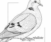 Coloriage Piegon r&eacute;aliste