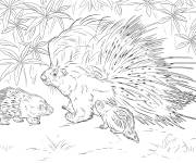 Coloriage Porc-&eacute;pic &agrave; cr&ecirc;te r&eacute;aliste