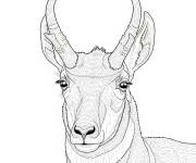Coloriage Pronghorn r&eacute;aliste