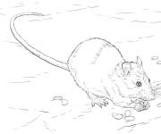 Coloriage Rat r&eacute;aliste