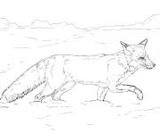 Coloriage Renard en marchant