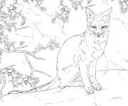 Coloriage Renard gris r&eacute;aliste