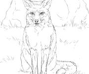 Coloriage Renard roux