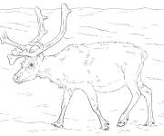 Coloriage Renne de Svalbard r&eacute;aliste