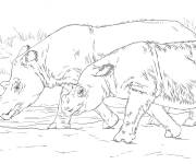 Coloriage Rhinoc&eacute;ros de Sumatra r&eacute;aliste
