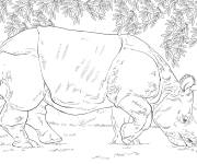 Coloriage Rhinoc&eacute;ros indien r&eacute;aliste