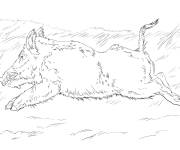 Coloriage Sanglier en courant r&eacute;aliste