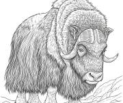 Coloriage Sc&egrave;ne de B&oelig;uf musqu&eacute; r&eacute;aliste