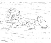 Coloriage Sc&egrave;ne de Loutre de mer flottant r&eacute;aliste