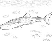 Coloriage et dessins gratuit Sc&egrave;ne de Requin baleine r&eacute;aliste à imprimer