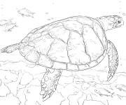 Coloriage Sc&egrave;ne de Tortue imbriqu&eacute;e dans la mer r&eacute;aliste