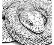 Coloriage Serpent R&eacute;aliste