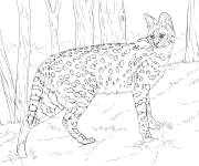 Coloriage Serval r&eacute;aliste